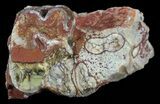 Hyracodon (Running Rhino) Tooth - South Dakota #60938-2